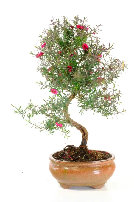 A refined 12-year-old Manuka Tea Tree with elegant twisting trunk and graceful structure