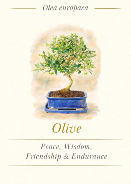 Bonsai Tree Meaning Card - Olive