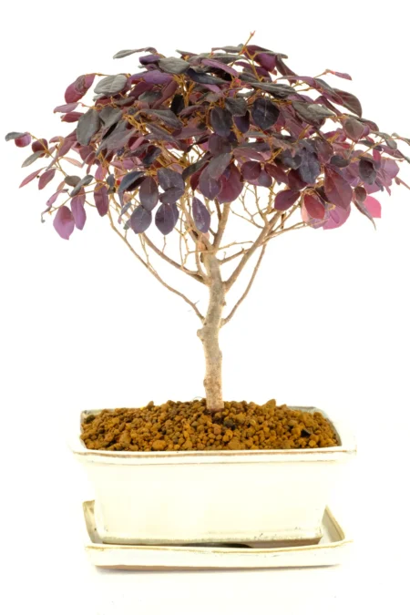 A vibrant 7-year-old Chinese Blush bonsai with rich purple foliage and striking character