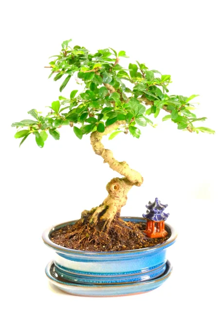 Artistic Fukein Tea Tree bonsai for sale