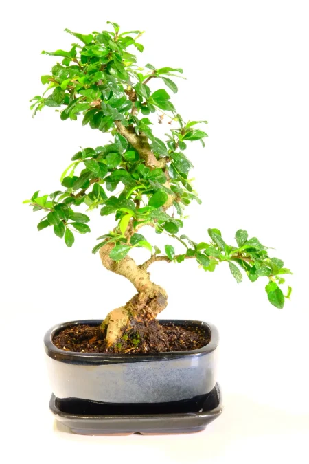 Lush beginners indoor bonsai tree for sale