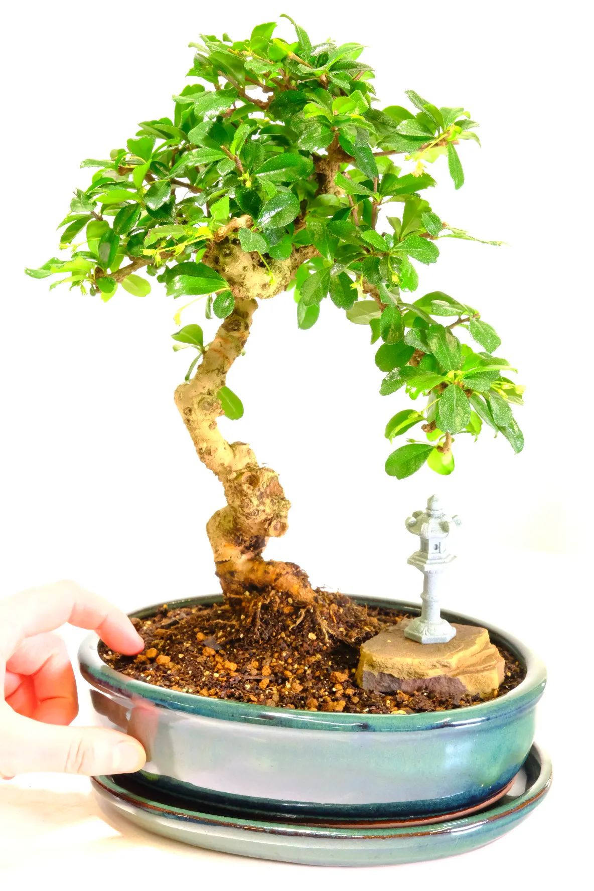 Flowering Carmona bonsai for high quality collection with temple lantern