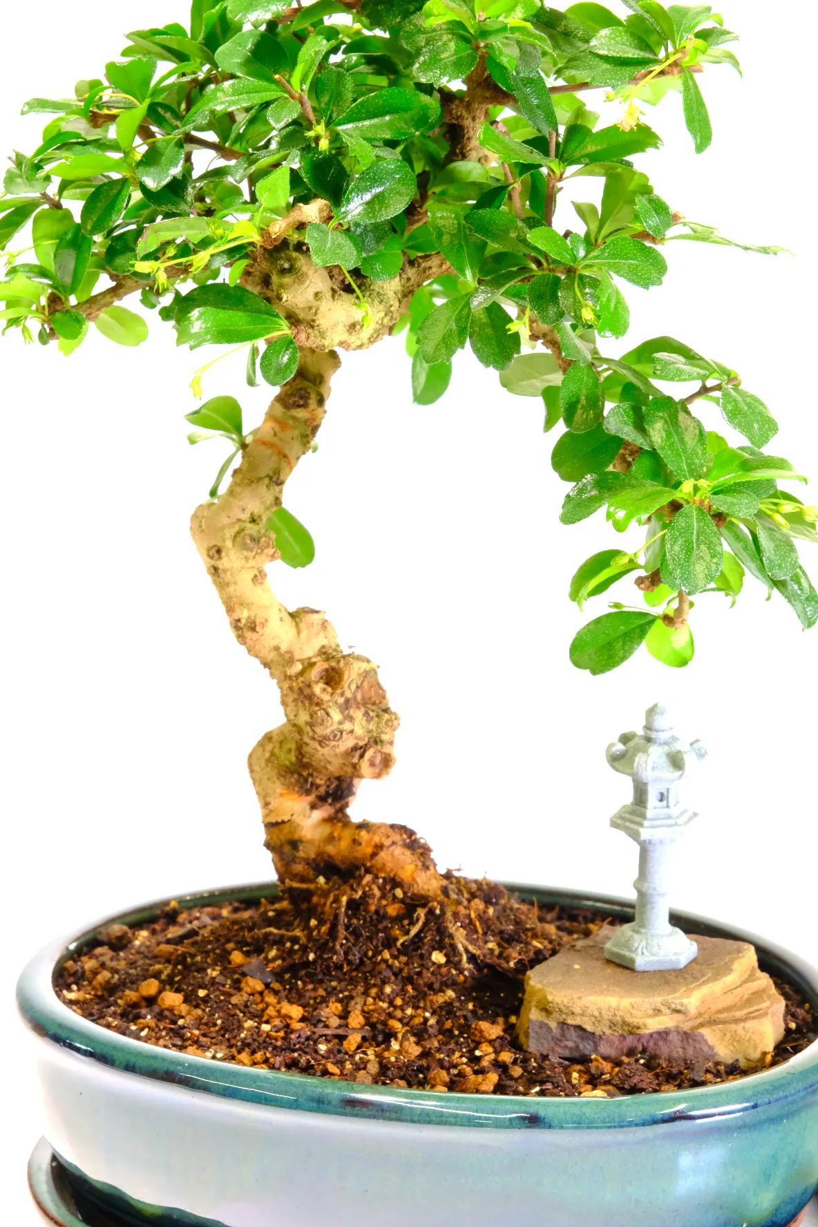 Delightful Artistic Fukein Tea Tree bonsai with Lantern