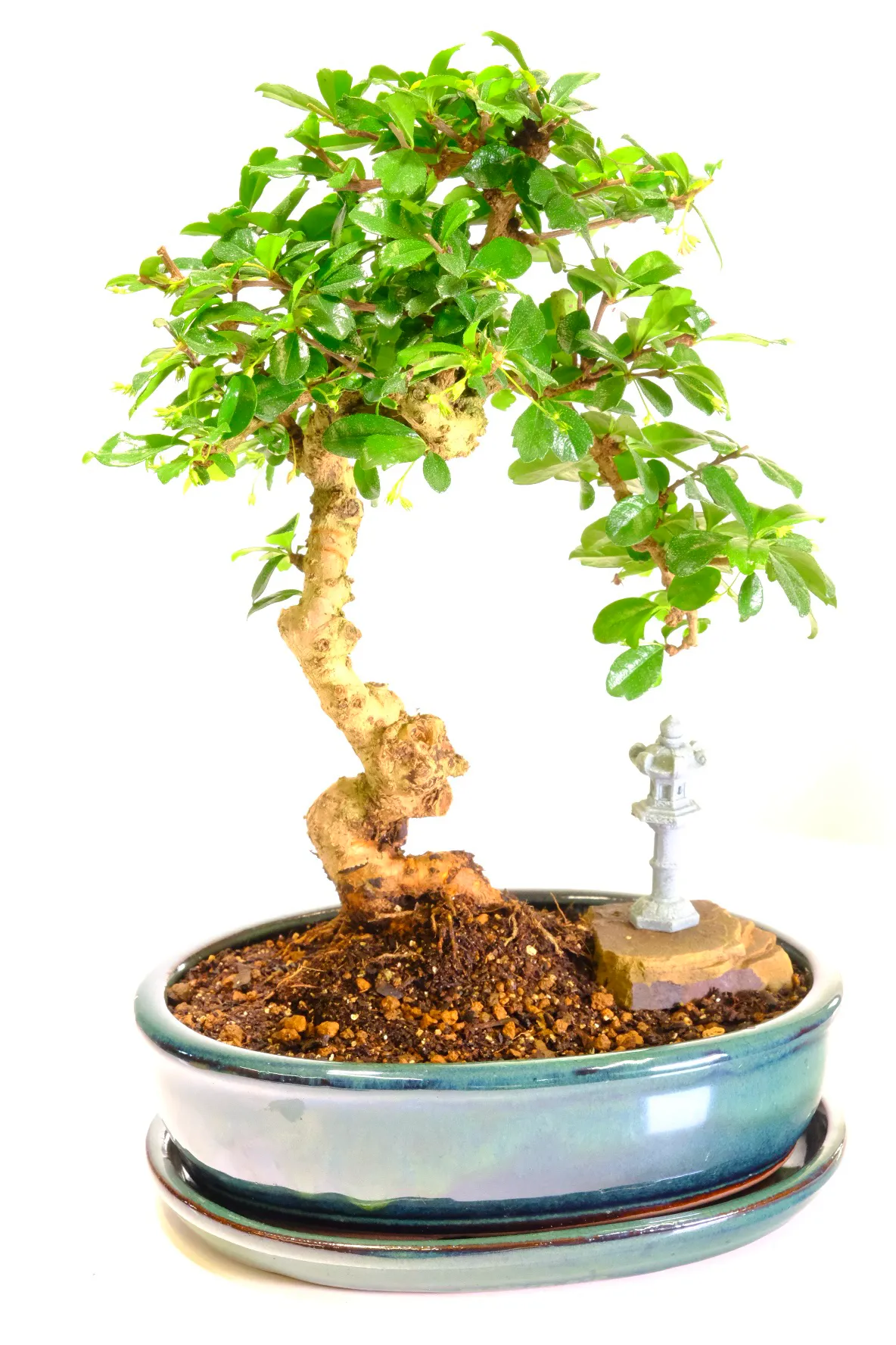 Extremely Artistic Flowering Indoor Oriental Tea Tree Bonsai with White Summer Flowers