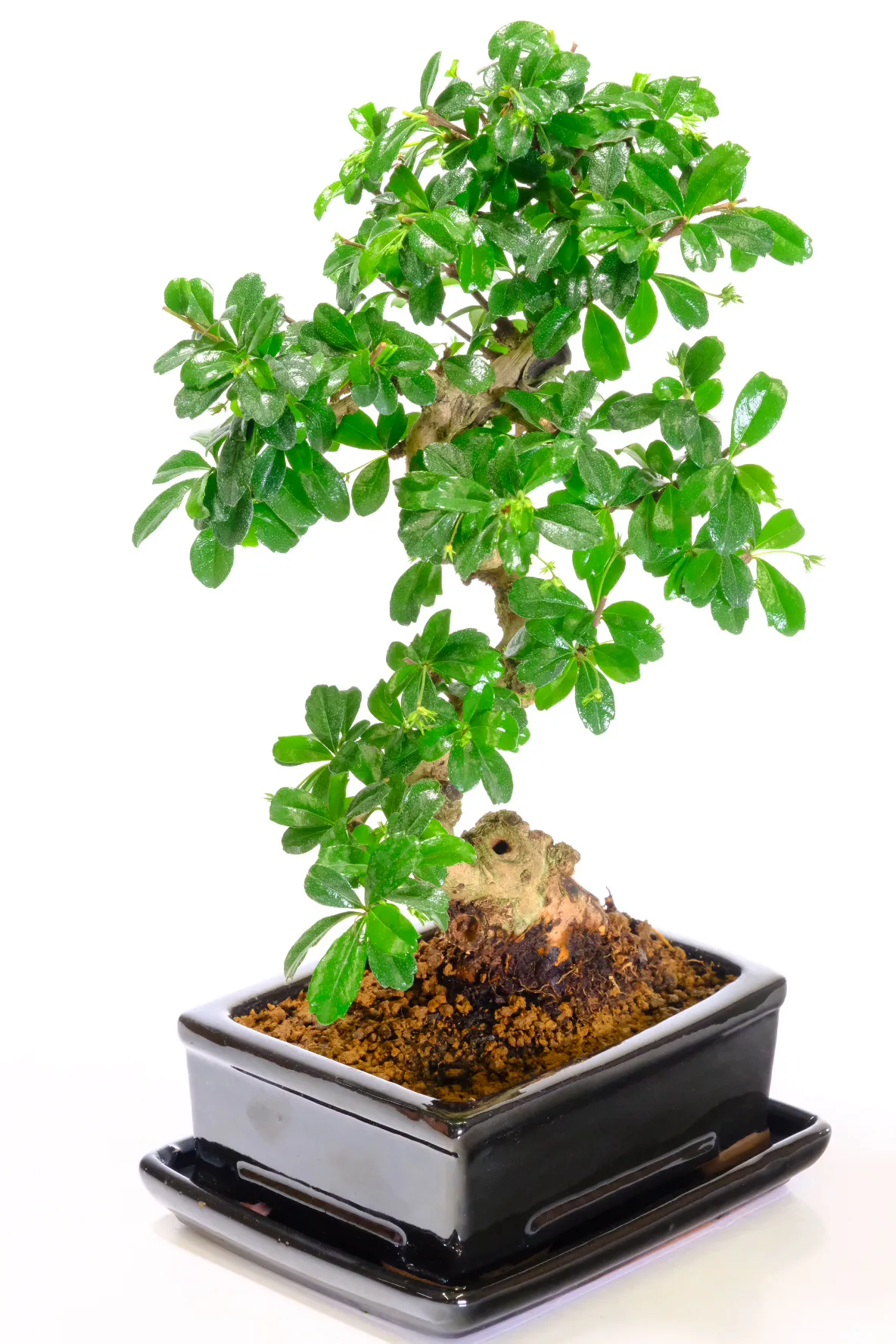 Quality Carmona microphylla bonsai for sale in black bonsai pot