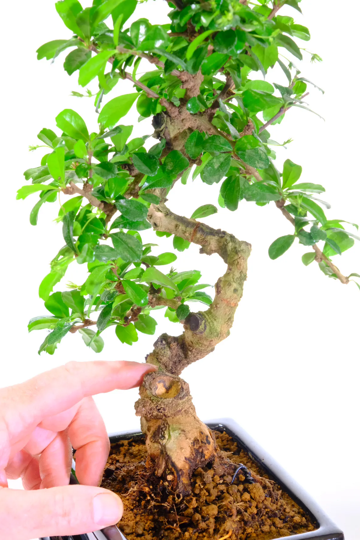 Flowering Easy Care Bonsai Tree - Carmona microphylla