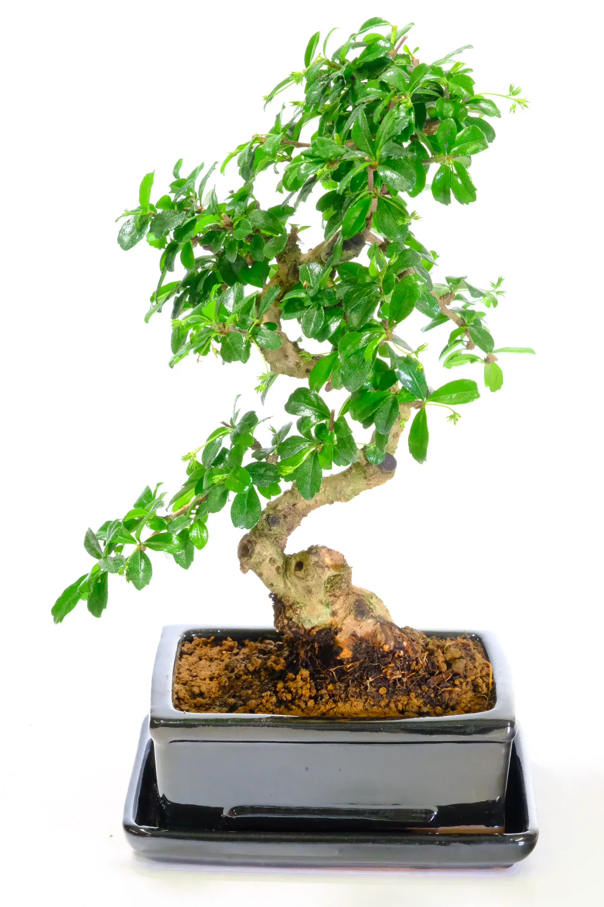 Beautiful Oriental Tea Tree Indoor Bonsai with Wonderful Delicate White Flowers and Glossy Foliage - Perfect for Beginners