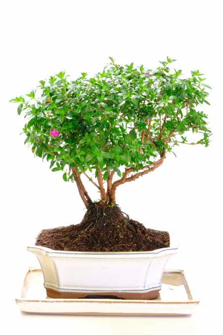 Phenomenal Flowering Indoor Multi-Trunk Cuphea Bonsai with Abundant Purple Summer Flowers