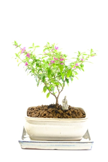 Cuphea Evergreen Indoor Tiny Indoor Tree with Cheerful Purple Flowers - Cute for beginners