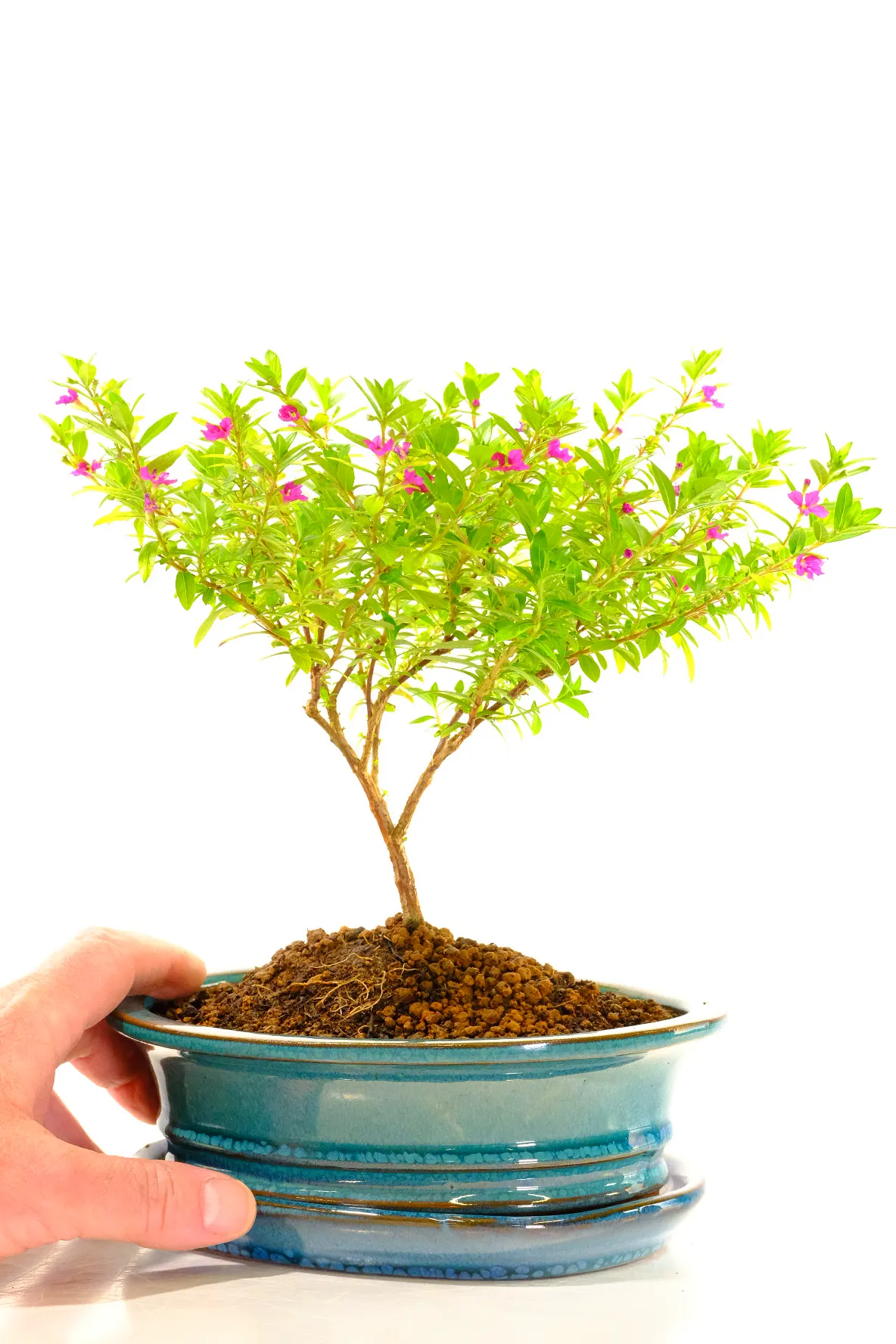 Flowering bonsai with hot pink purple flowers for sale