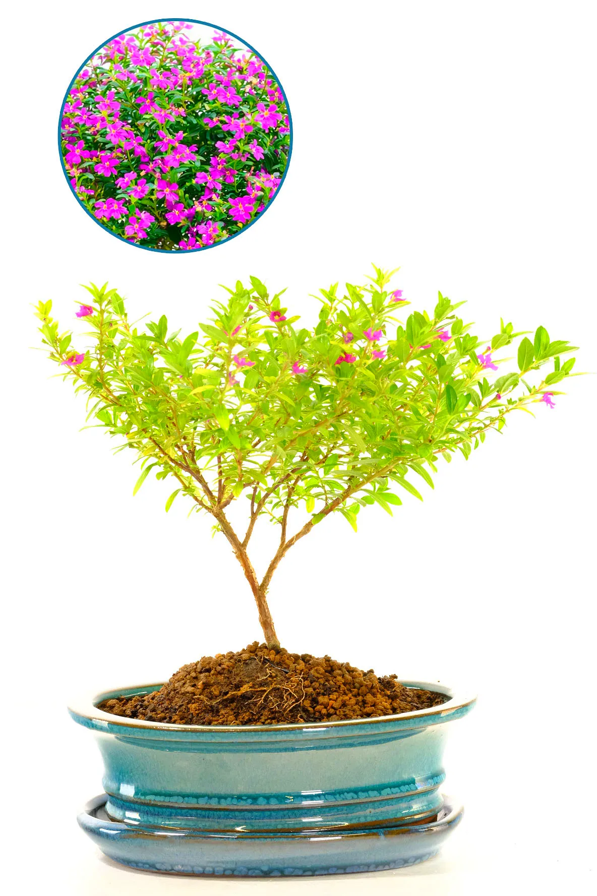 Cuphea Evergreen: A Petite Indoor Tree with Delightful Purple Blooms