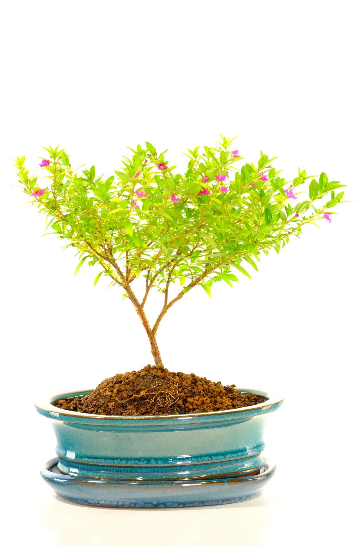 Cuphea Bonsai in Teal Blue Pot