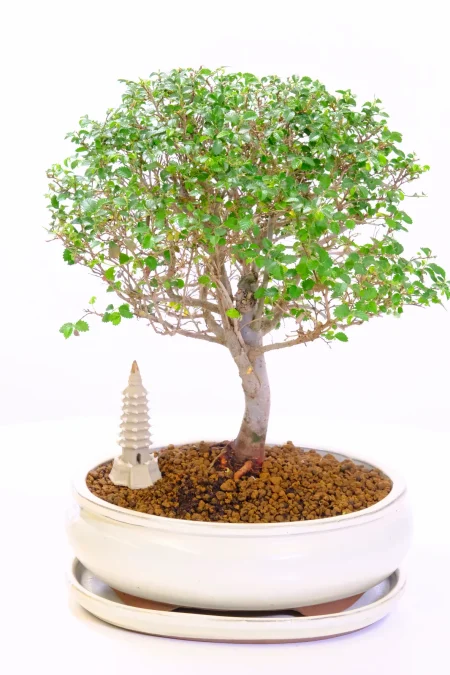 Woodland Chinese Elm Bonsai with Rich Foliage | Handmade Oriental Temple