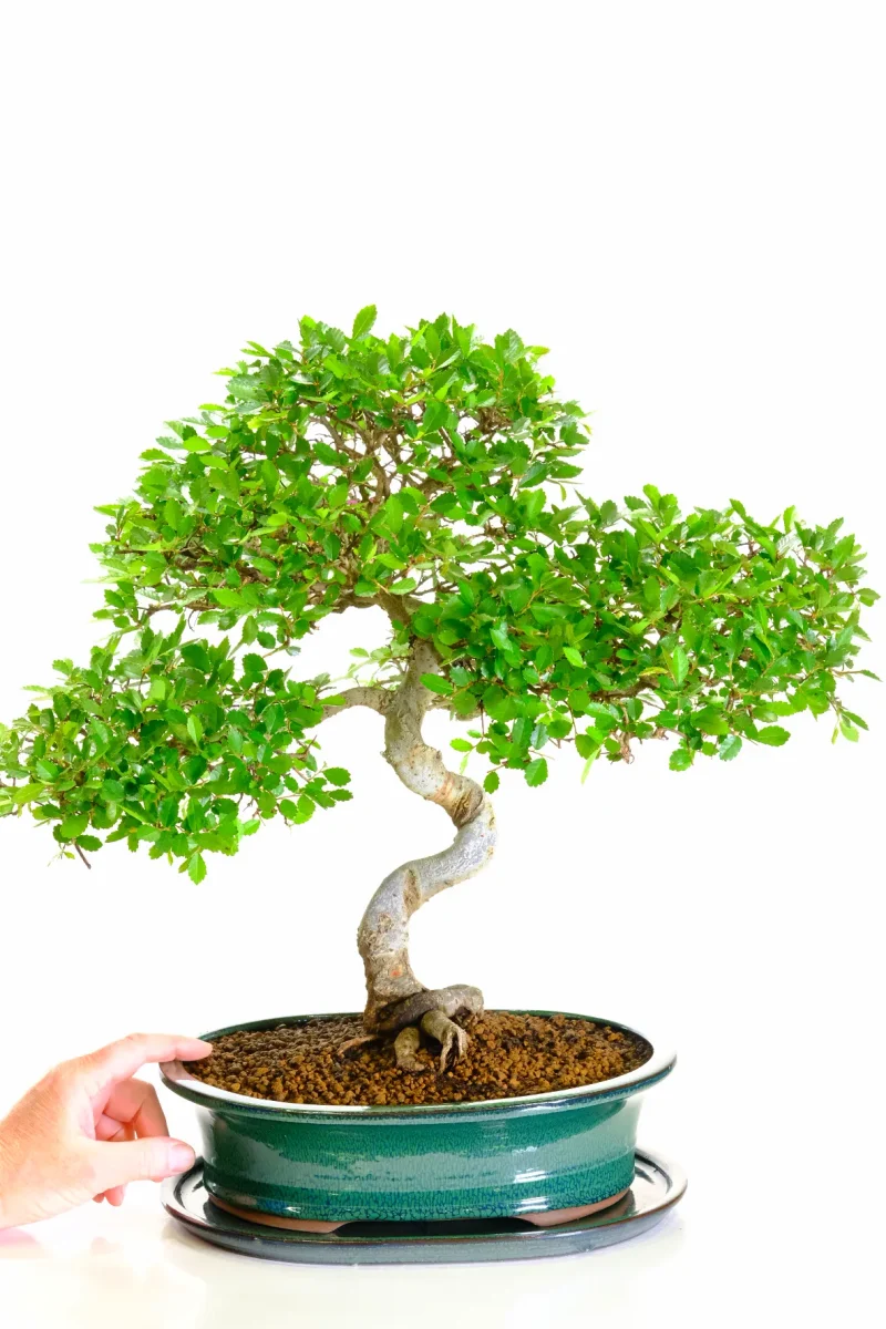 Big Bonsai, Big Character - Stunning