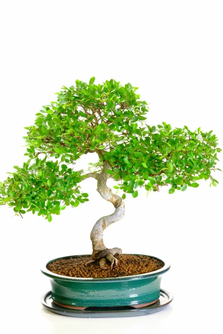 Majestic Large Specimen Chinese Elm Indoor Bonsai Tree with Powerful Trunk