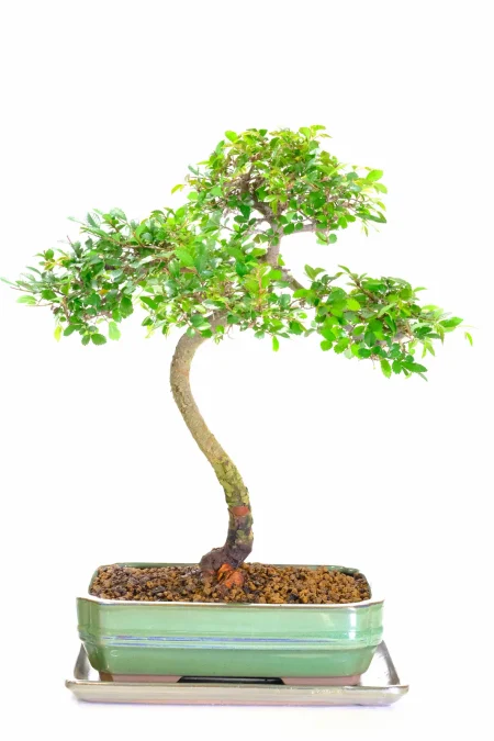 Serpentine Dwarf Chinese Elm Bonsai with Pretty Literati-Styling