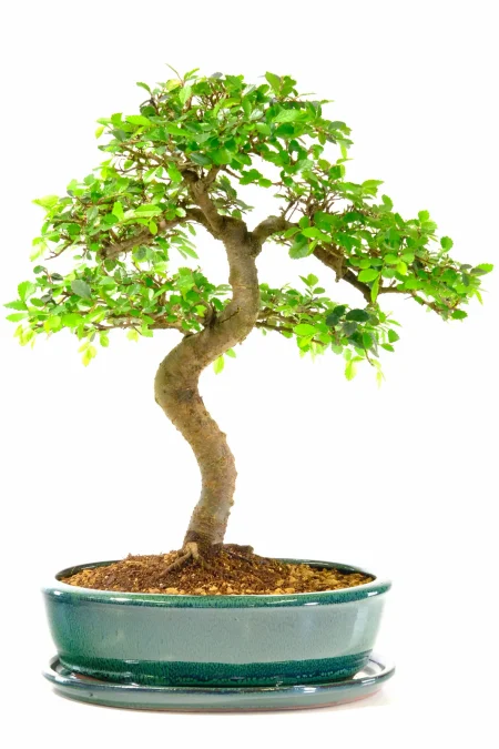 Incredible Chinese Elm Bonsai Tree | Neat, Commanding Presence & Impressive Stature - Top Quality Bonsai