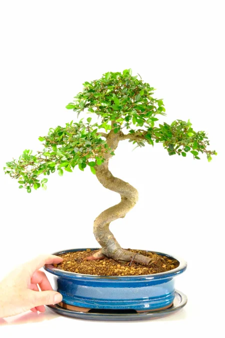 Larger Sized & Impressive Chinese Elm Bonsai Tree Form