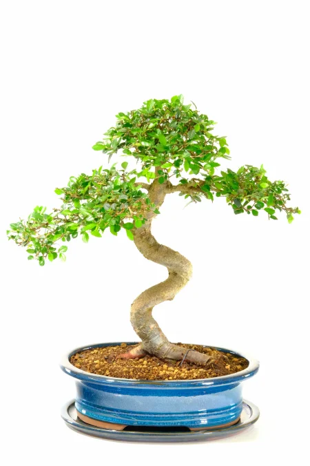 Extremely Artistic Chinese Elm Bonsai Tree | 17 year old Exquisite, Wondrous Design