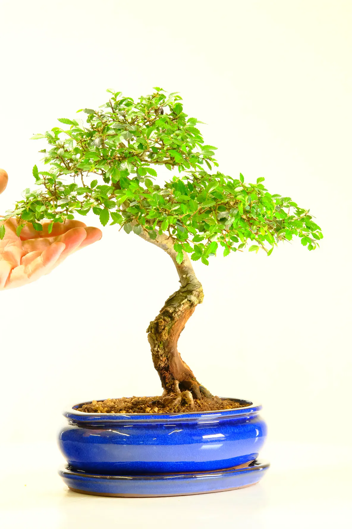 Wonderful bonsai grown & styled by bonsai expert Lloyd Noall