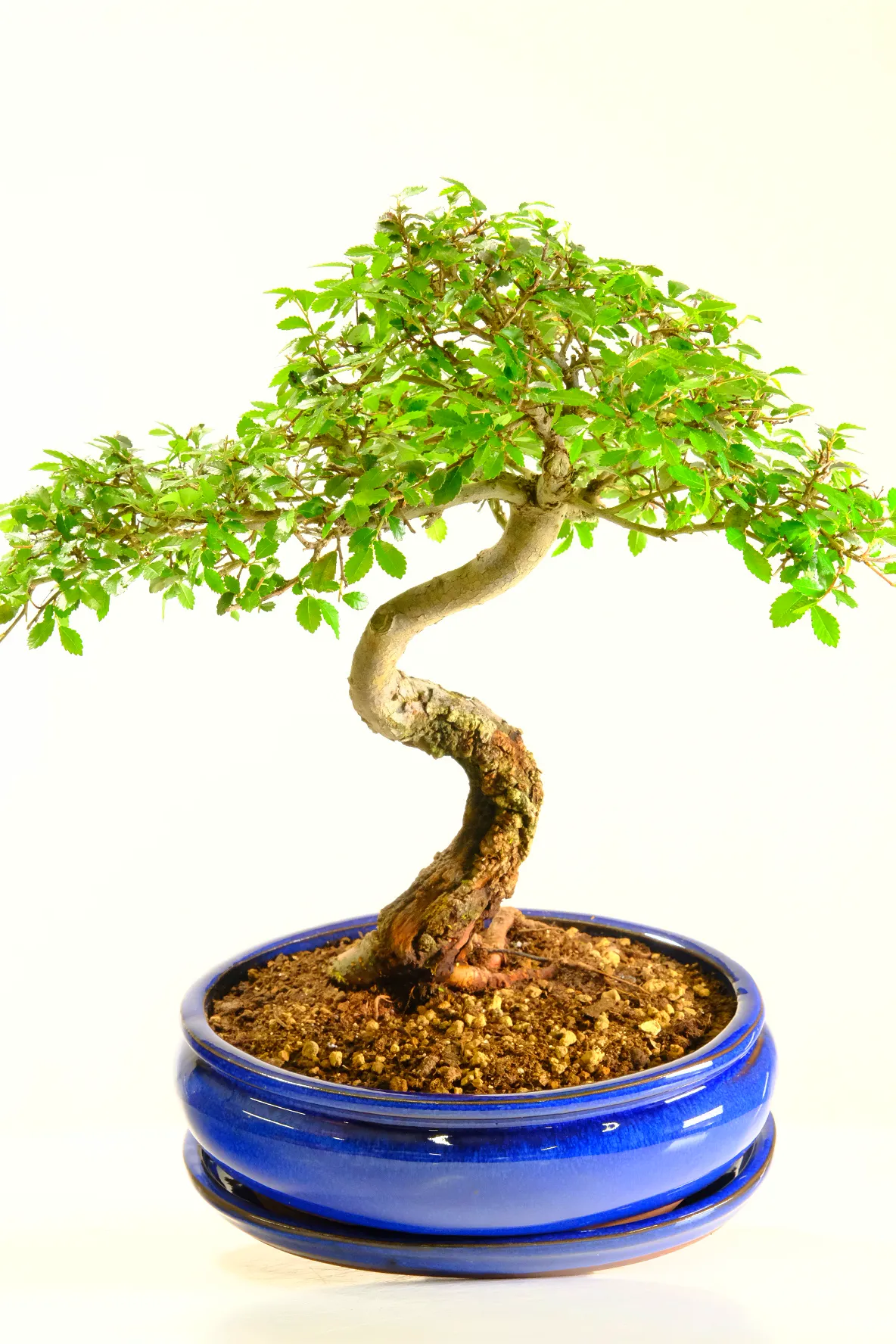 Stunning Ulmus parvifolia bonsai tree for sale | Grown by experts