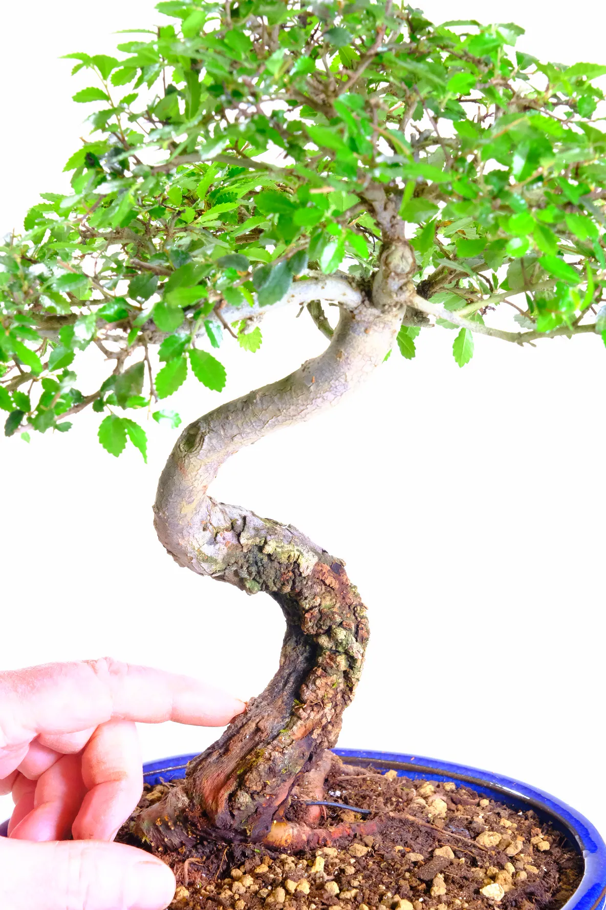 Take a close look at the amazing cork bark trunk