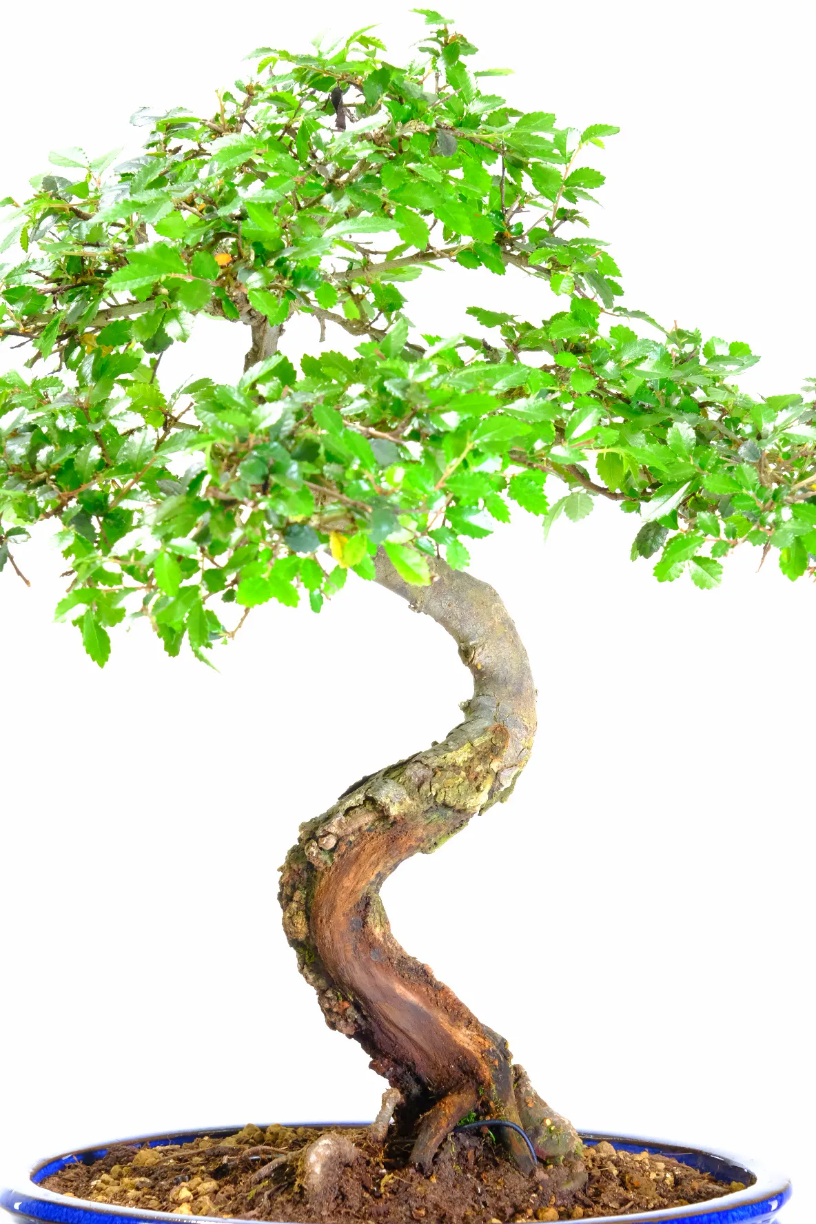 Small and beautiful specimen Chinese Elm bonsai tree for sale