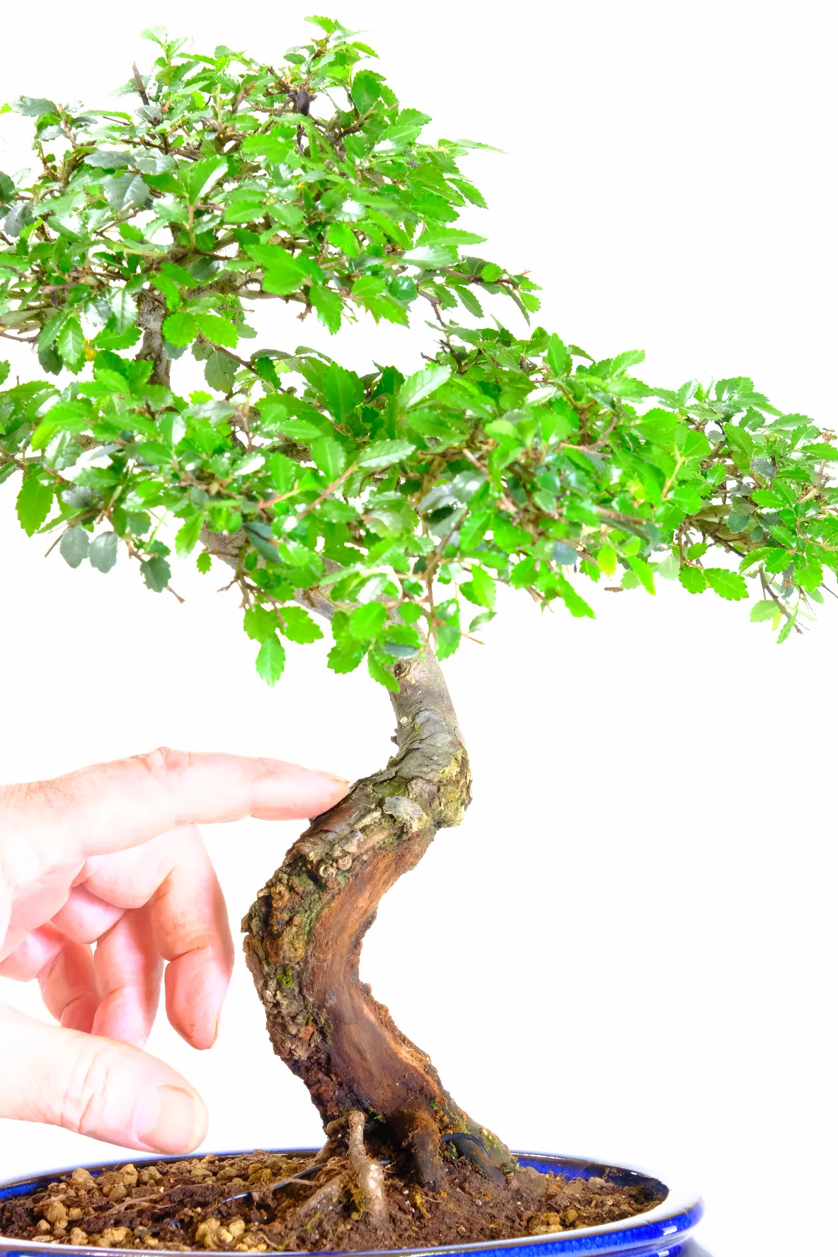 Incredible Trunk Design & Refined Styling