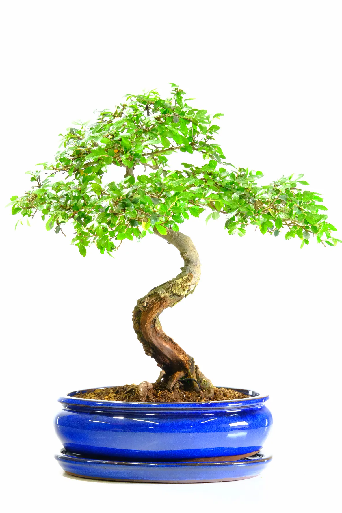Mature Cork Bark Elm Bonsai Tree | Sensational Twisting Design - 16 years