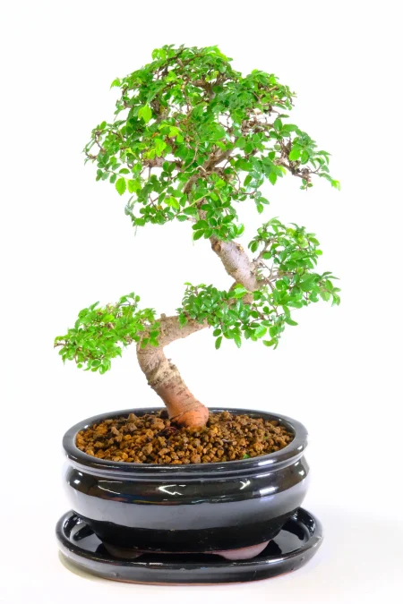 Characterful Dwarf Zigzag Chinese Elm Bonsai with Fresh Lime New Growth