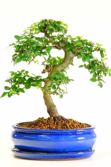 Incredible Chinese Elm Bonsai Tree | Neat, Commanding Presence & Impressive Stature in Miniature Form