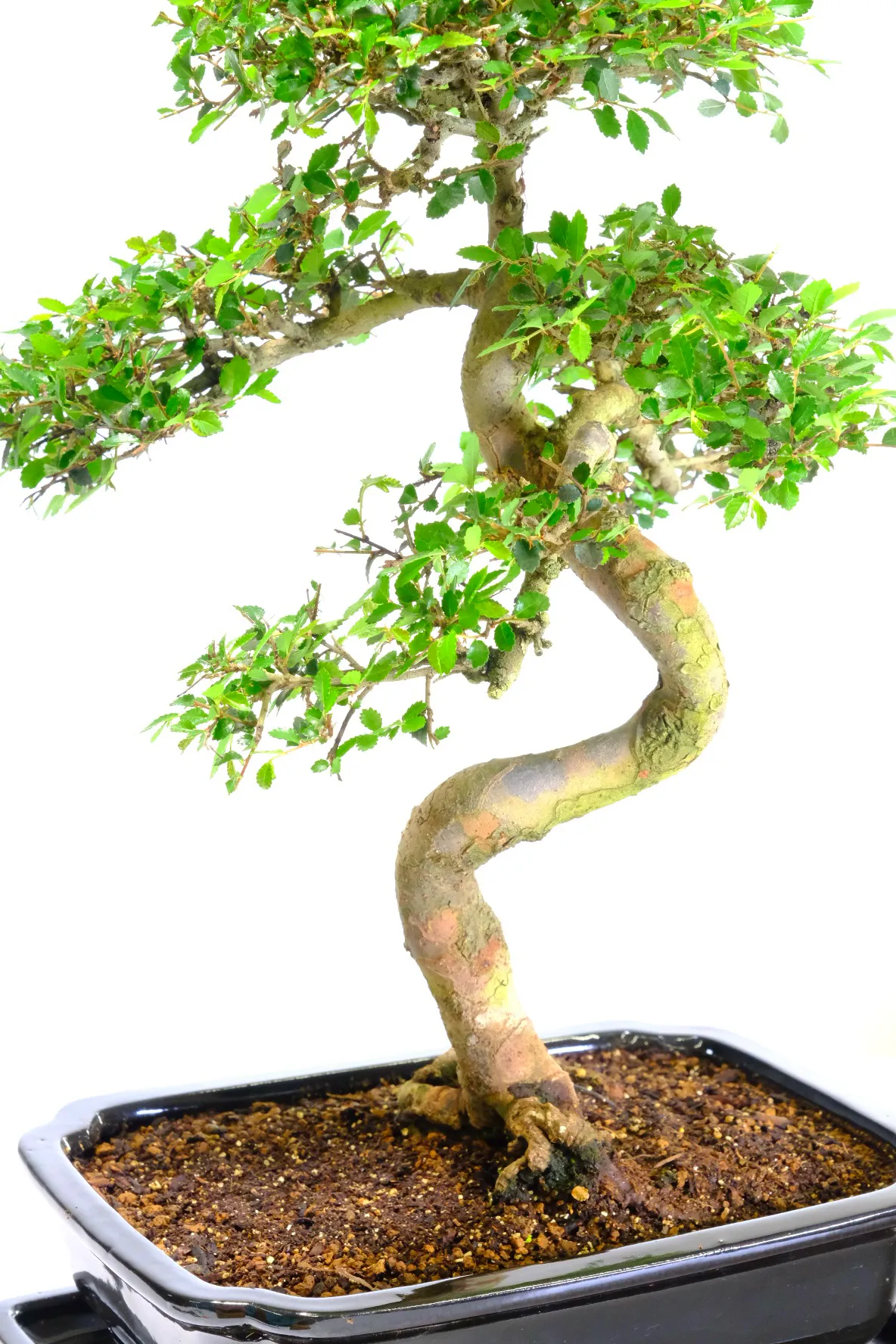 Ulmus parvifolia for sale UK with matching humidity tray