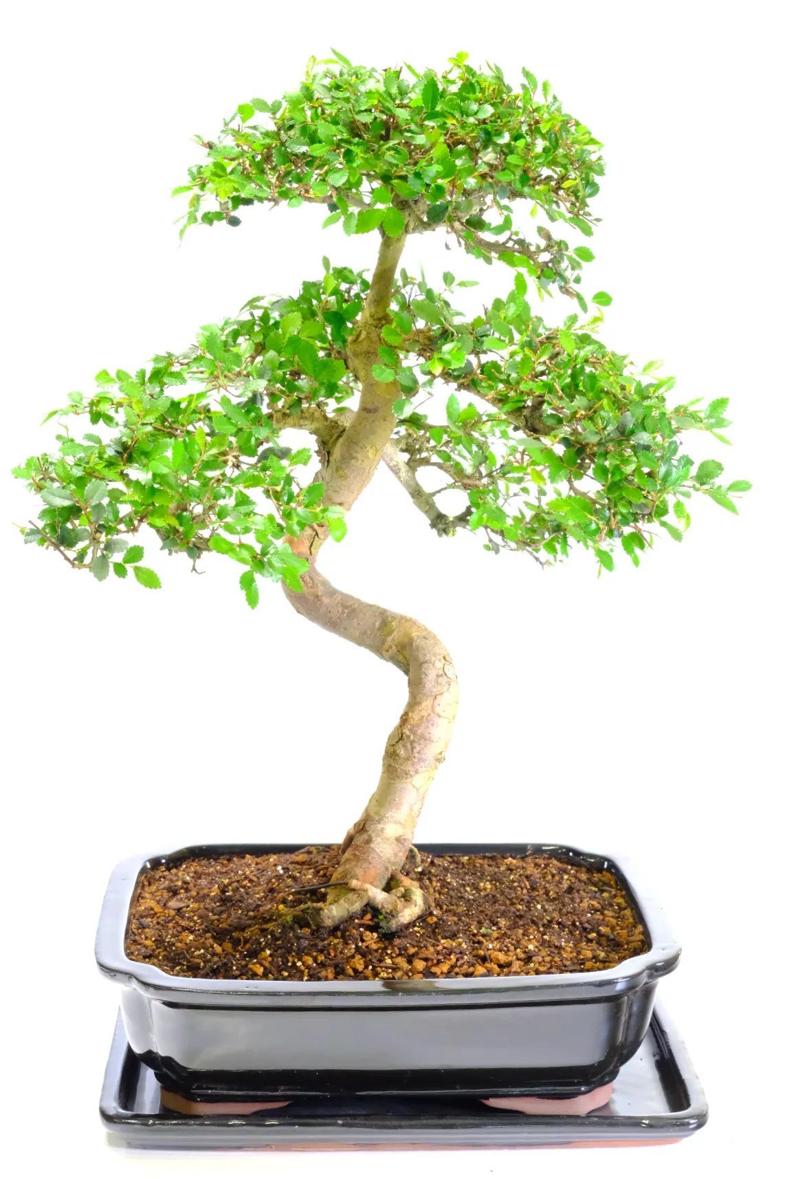 A very easy beginners bonsai tree