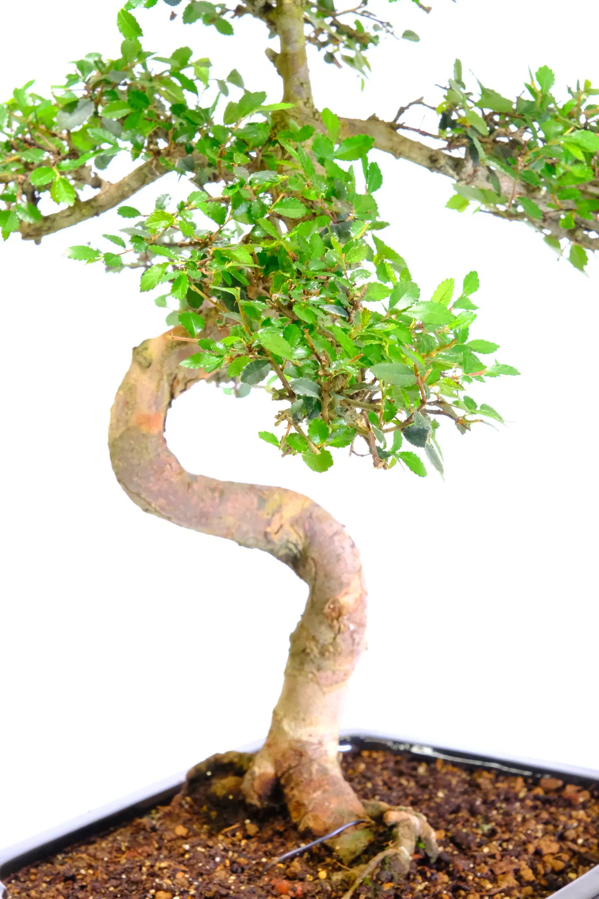 Picturesque twisty trunk forming from a delightful nebari (exposed roots)