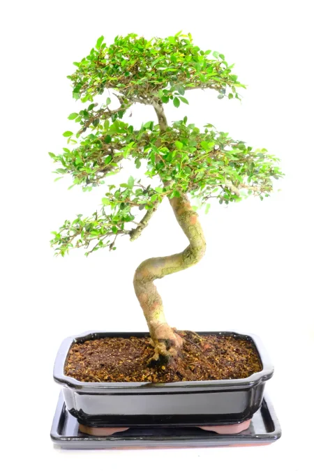 Amazing Chinese Elm bonsai tree for sale UK