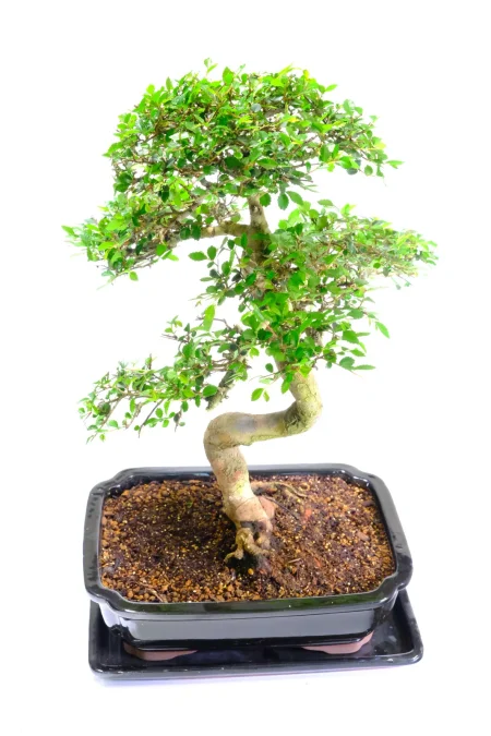 Amazing unique styling - perfect for those who like something a little different
