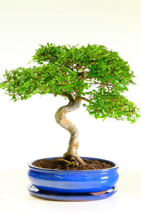 ese Elm Bonsai Tree – Literati Style (Excellence Range, 21 Years Old)