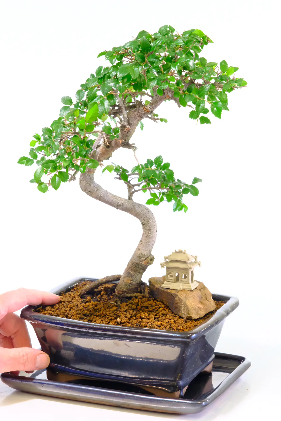 Easy care Elm bonsai tree for sale with handmade oriental temple