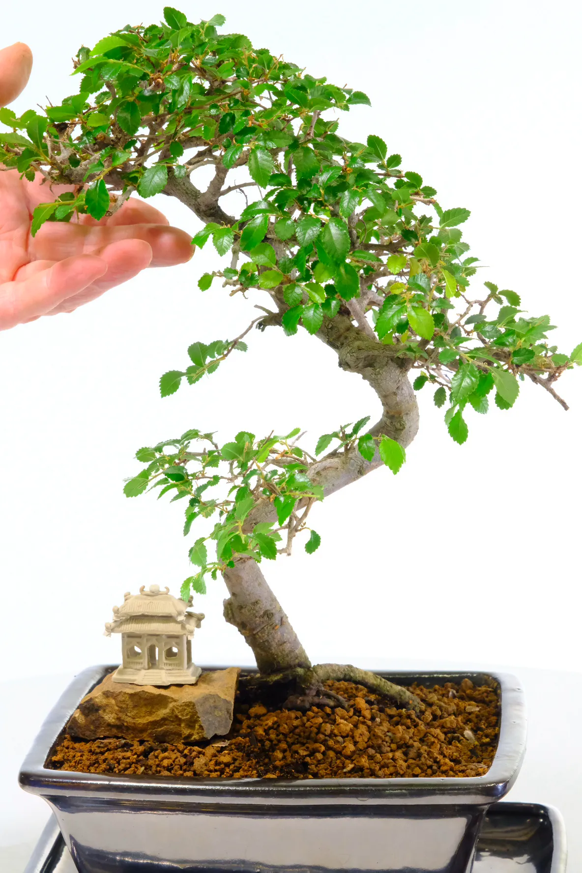 Premium Chinese Elm Bonsai – A Perfect Beginners Bonsai Tree