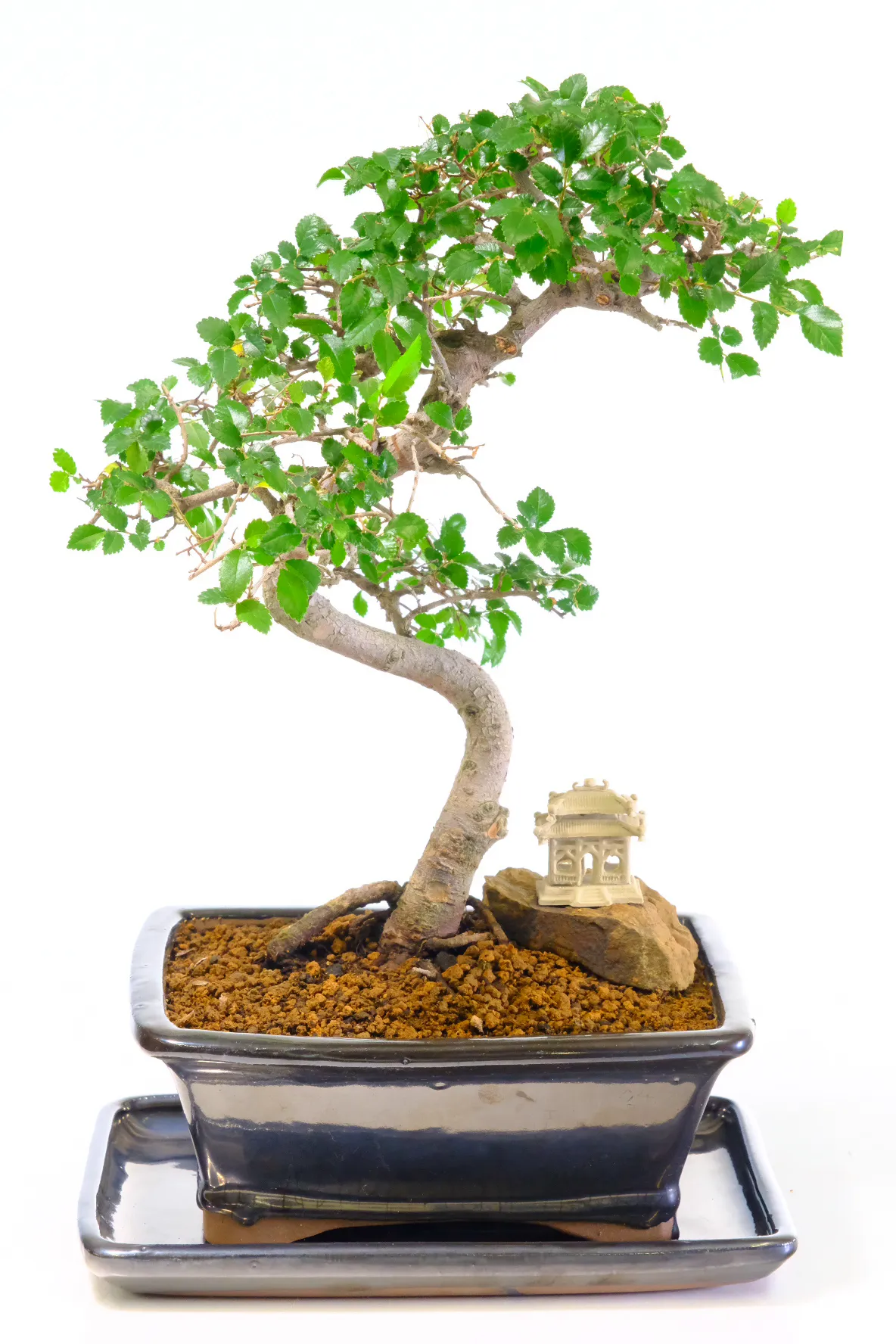 Adorable S-Shaped Chinese Elm Indoor Bonsai with Fabulous Foliage and Twisty Trunk