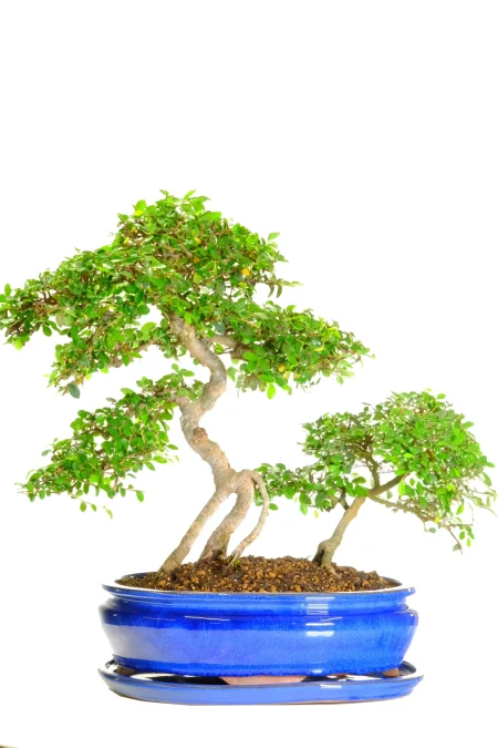 Double Trunk Bonsai – Chinese Elm (Father & Son Style)