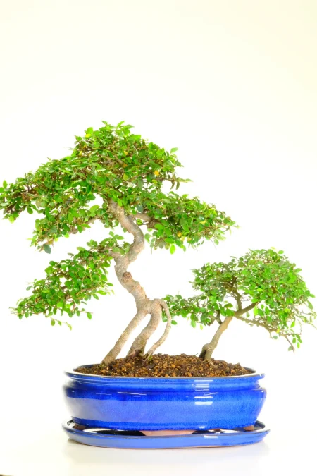 Father & Son Excellence Range Chinese Elm Indoor Bonsai Composition - Sublime
