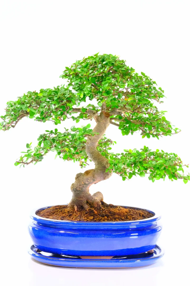 Impressive 28-Year-Old Evergreen Chinese Elm Bonsai – Premium Specimen Tree in Royal Blue Ceramic Pot