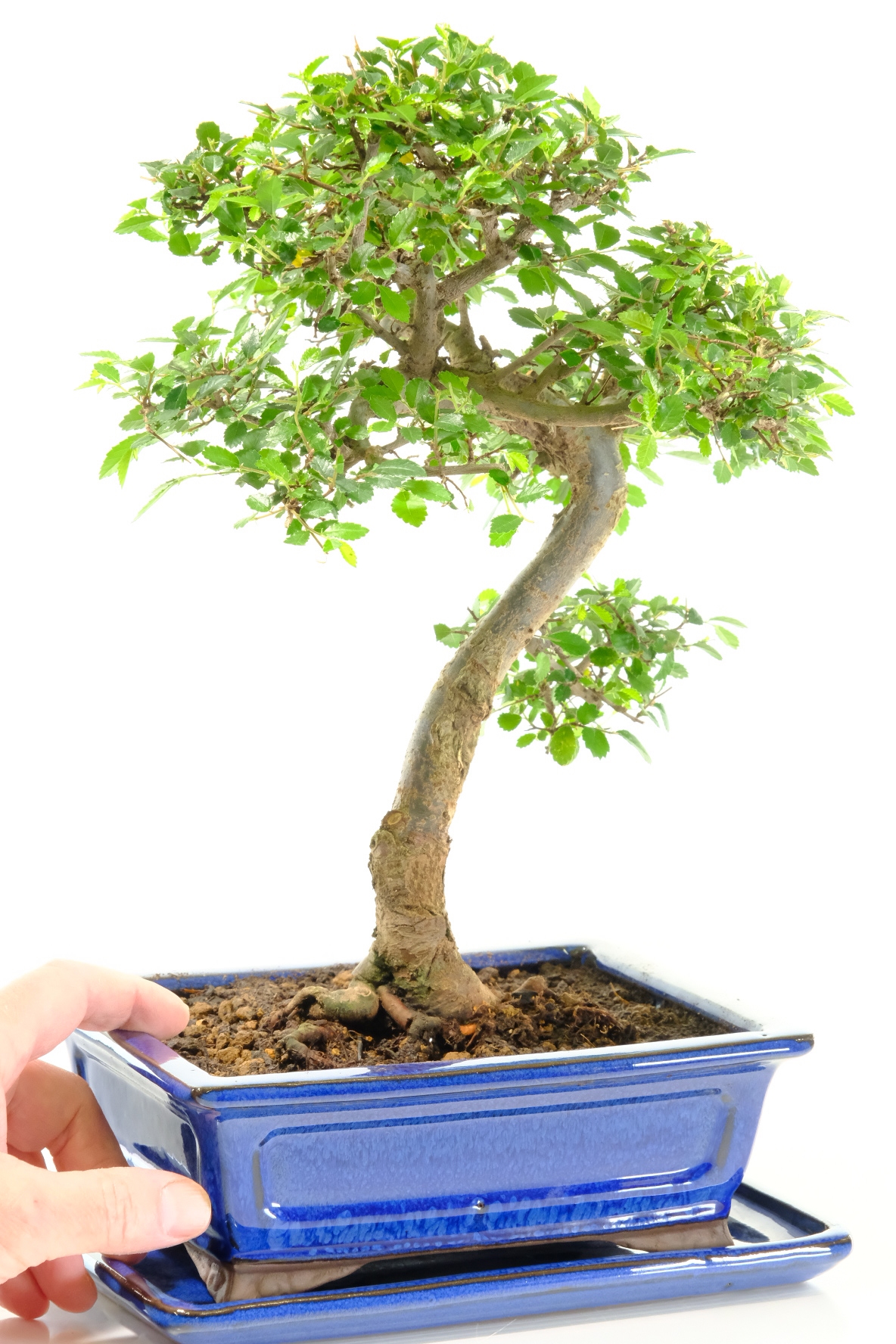A remarkable elegant beginners indoor bonsai