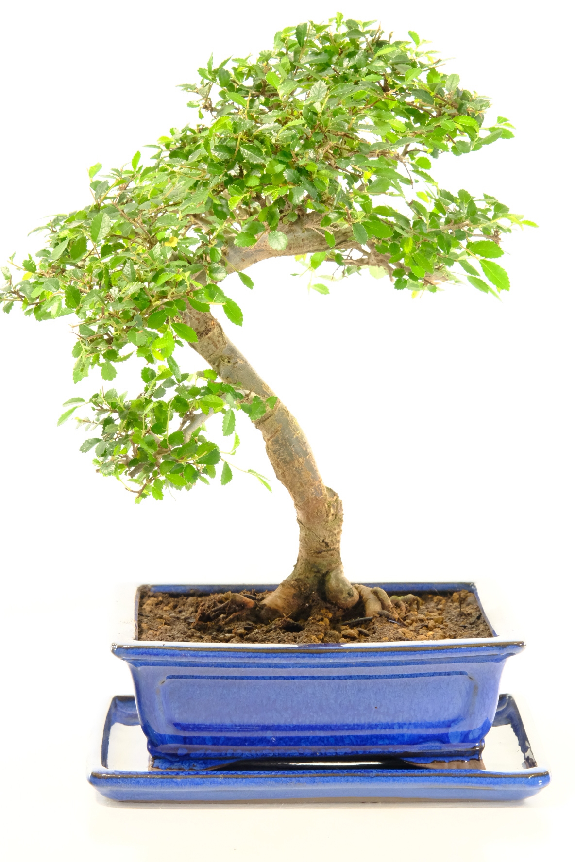 Literati style top quality Elm bonsai tree for sale in new blue pot