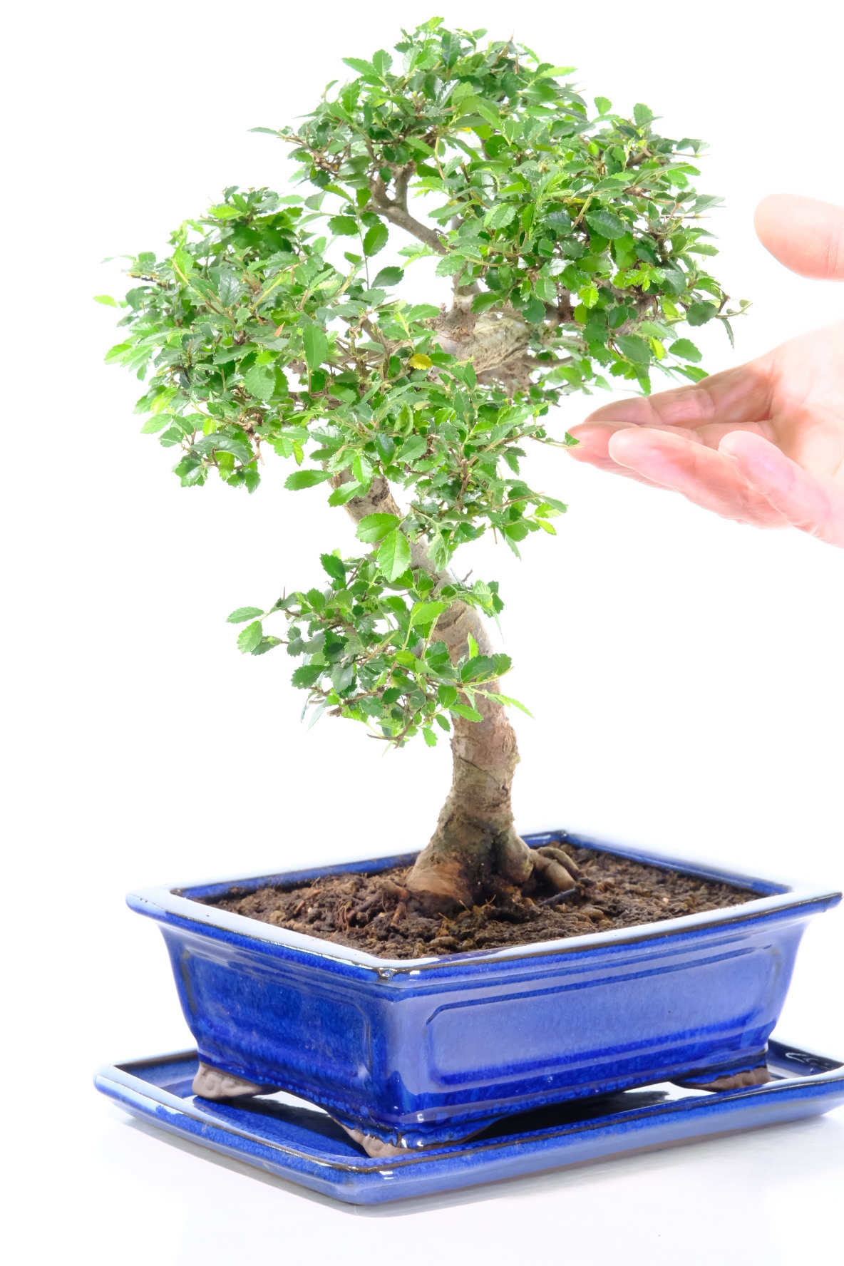 Striking Ulmus parvifolia bonsai - neat literati styling