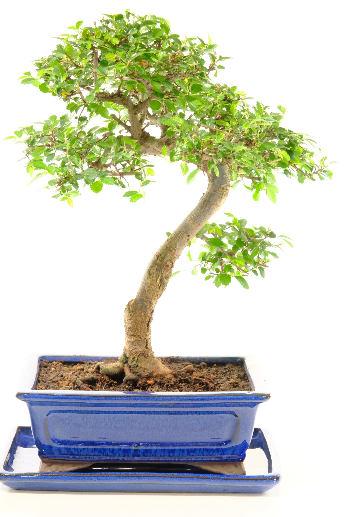 Striking Powerful Indoor Chinese Elm Bonsai | Easy Care for Beginners