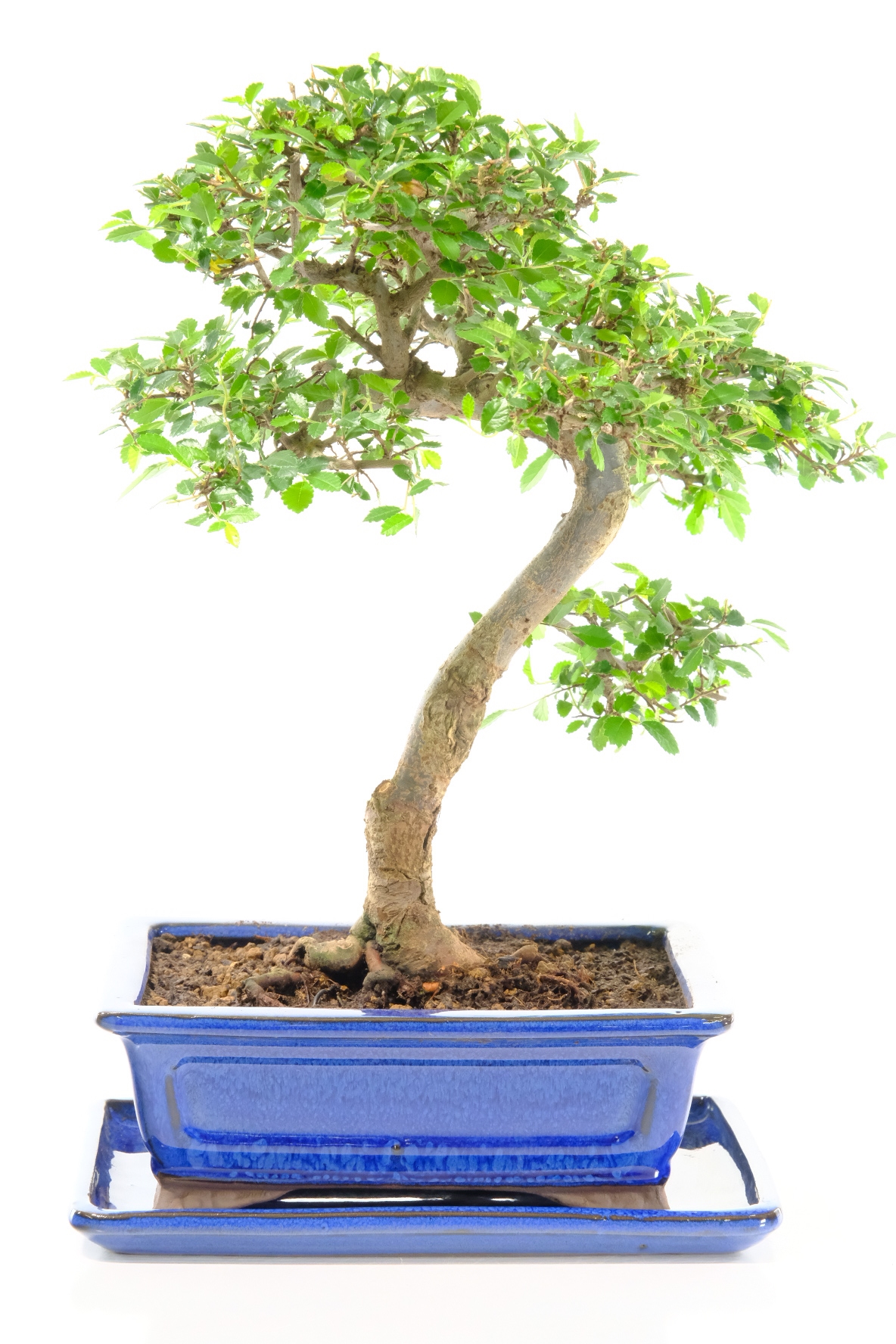 Mature 13-Year-Old Indoor Chinese Elm Bonsai – Powerful Structure & Beginner-Friendly Care