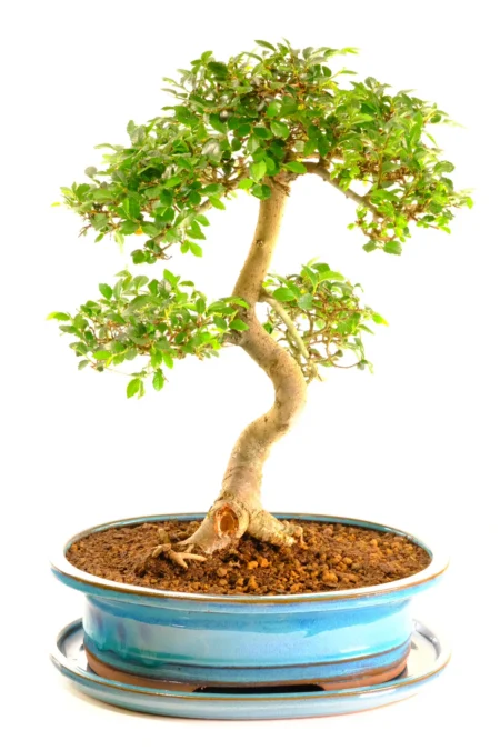 Remarkable Chinese Elm Bonsai | Premium 14-Year-Old Indoor Specimen