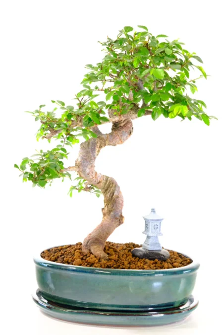 Phenomenal Chinese Elm Beginners Bonsai Tree – Serpentine Style